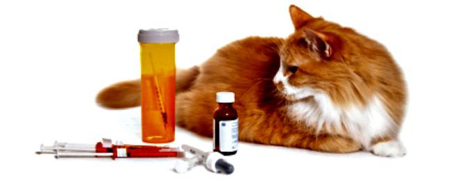 วิธีการรักษาไลเคนในแมว: วิธีการของสัตวแพทย์อย่างเป็นทางการและพื้นบ้าน