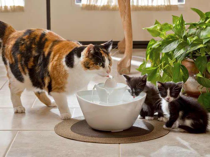 ทำไมลูกแมวสก๊อตไม่ดื่มน้ำ