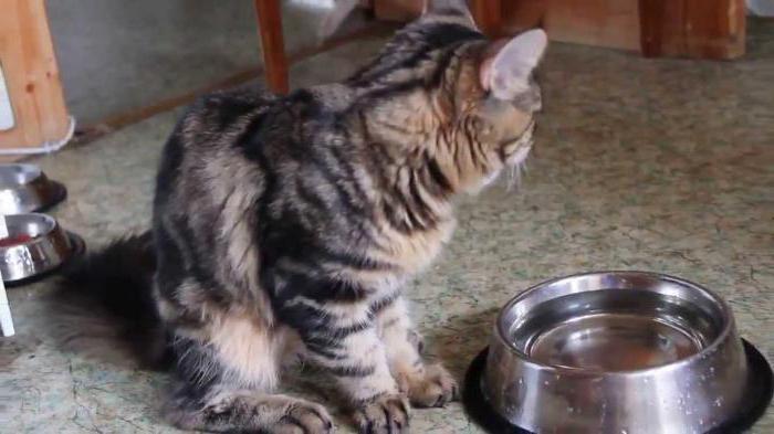ทำไมลูกแมวถึงดื่มน้ำเล็กน้อย