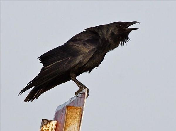 Dream Interpretation: อะไรฝันเกี่ยวกับ Crow?