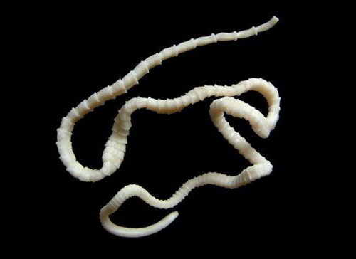 Flatworms: ลักษณะทั่วไปและโครงสร้าง